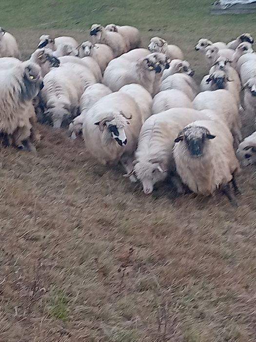 100 de oi țurcane  tinere .