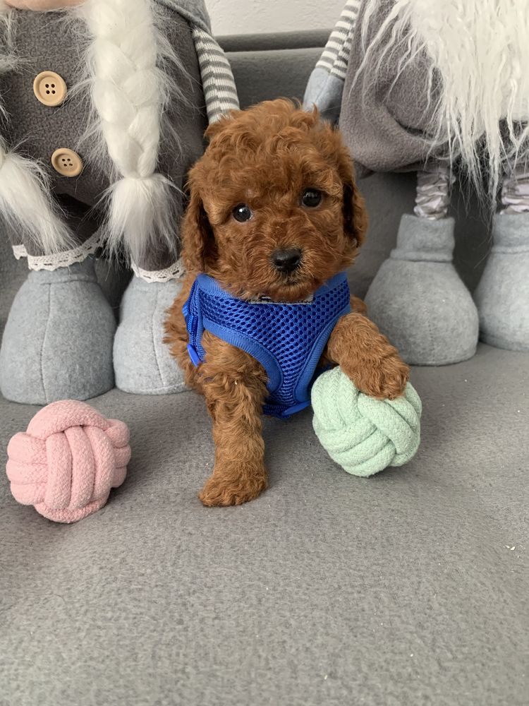 Пудел той С родословие Елитни Poodel toy