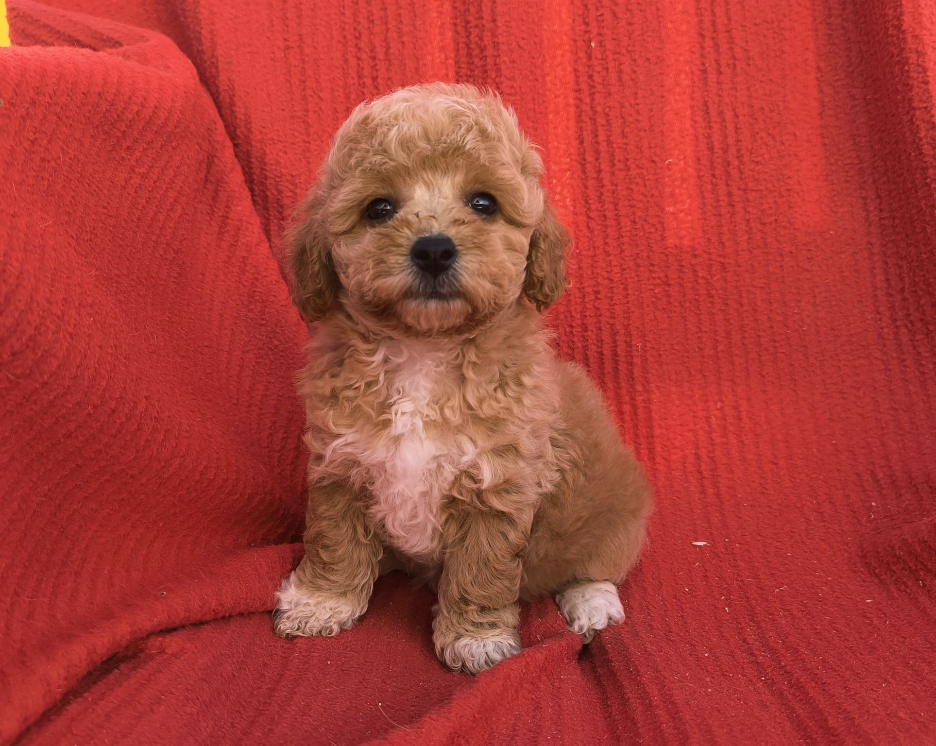 Vand fetita Maltipoo mini