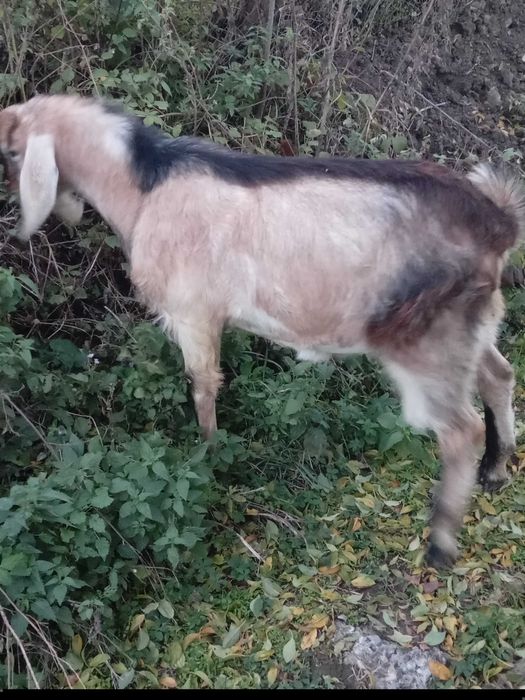 Tap metisi anglonubian