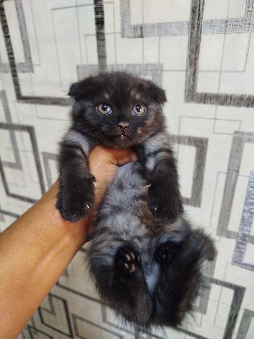 Продаю скоттиш фолд