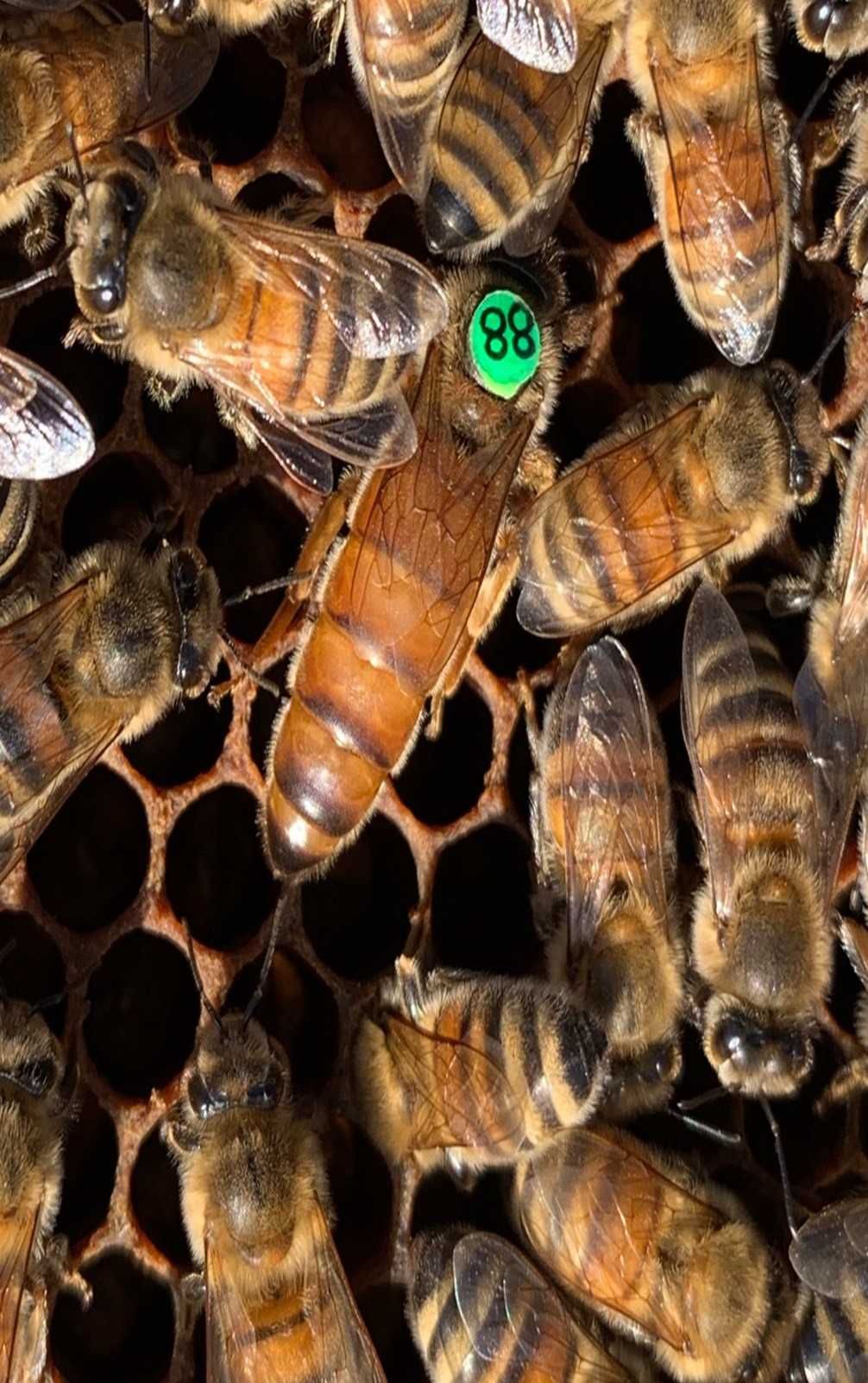 Презимували пчелни семейства ,отводки и майки  2024