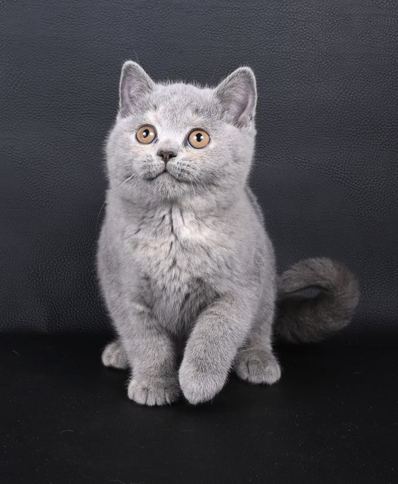 Pisicuța British  Shorthair   blue cream tortie cu pedigree
