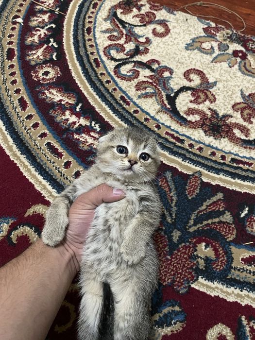 2oylik  2ta og’il bola