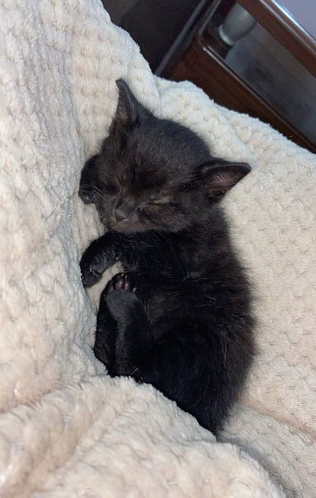 Кошечка отдам в добрые руки