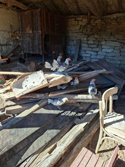 Продавам малки кокошйи зибрайт златни и сребърни