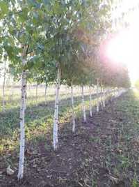 Platan ( platanus acerifolia ) mesteacan, tei, artar, copaci de umbră.