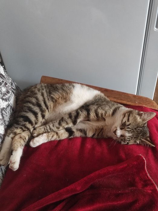 ПРИСТРАИВАЕТСЯ в заботливые руки