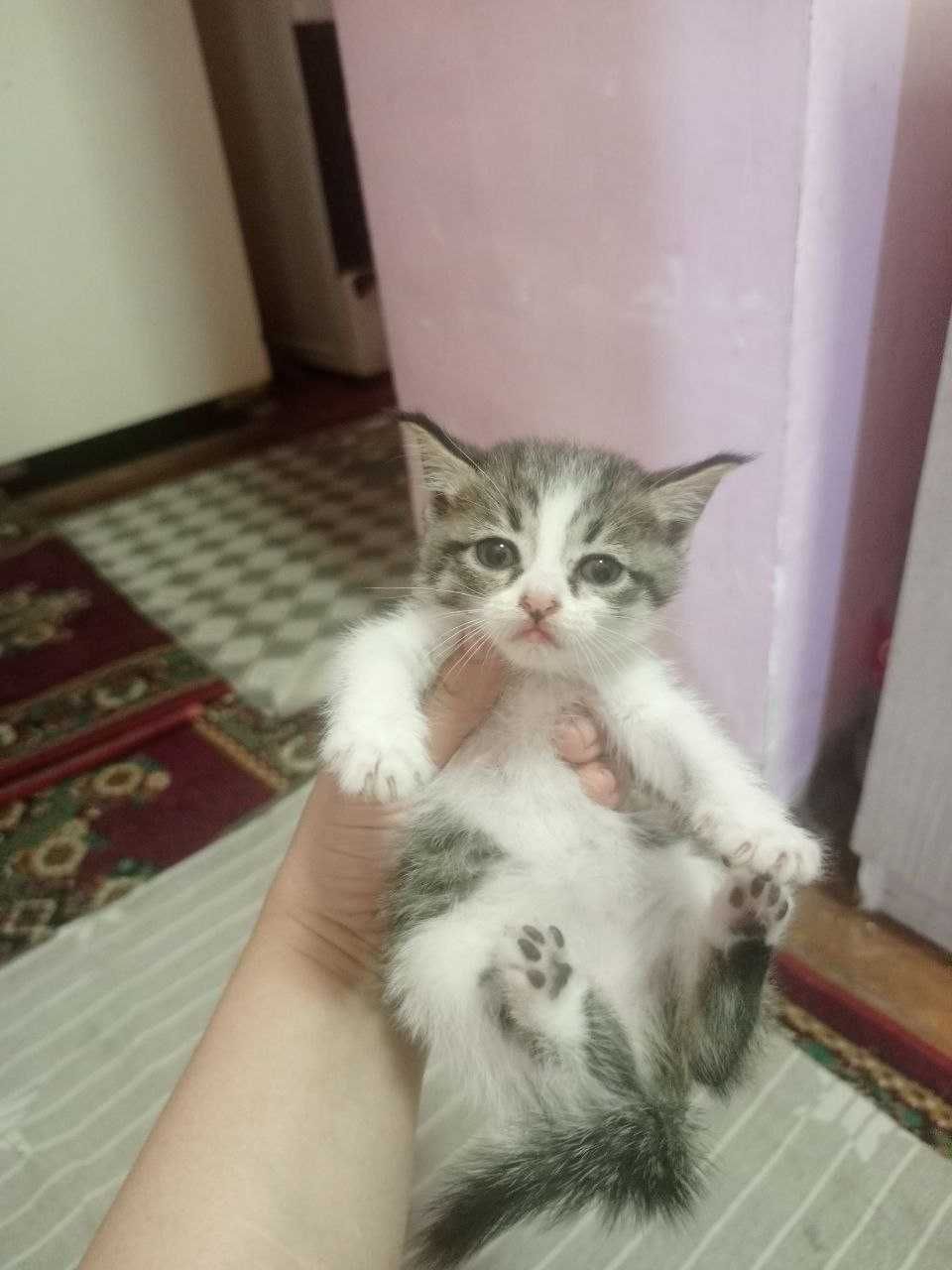 Отдам котят бесплатно