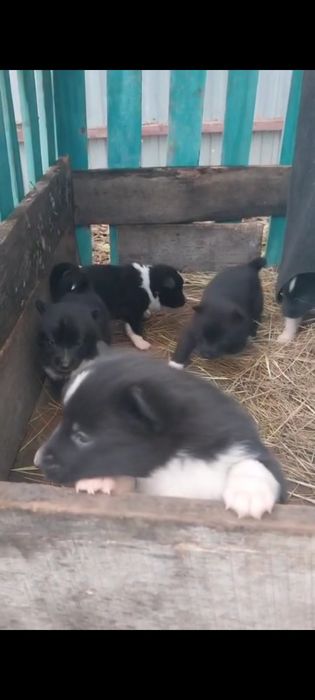 Продам щенков Лаек