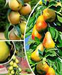 Pomi Fructiferi Columnari (PÀR )