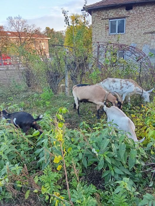 Продават се   ..