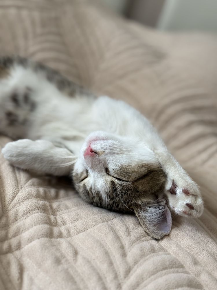 Котенка в добрые руки, девочка