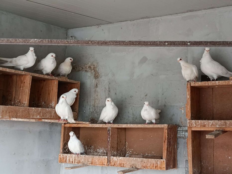 Бели персийци свободни