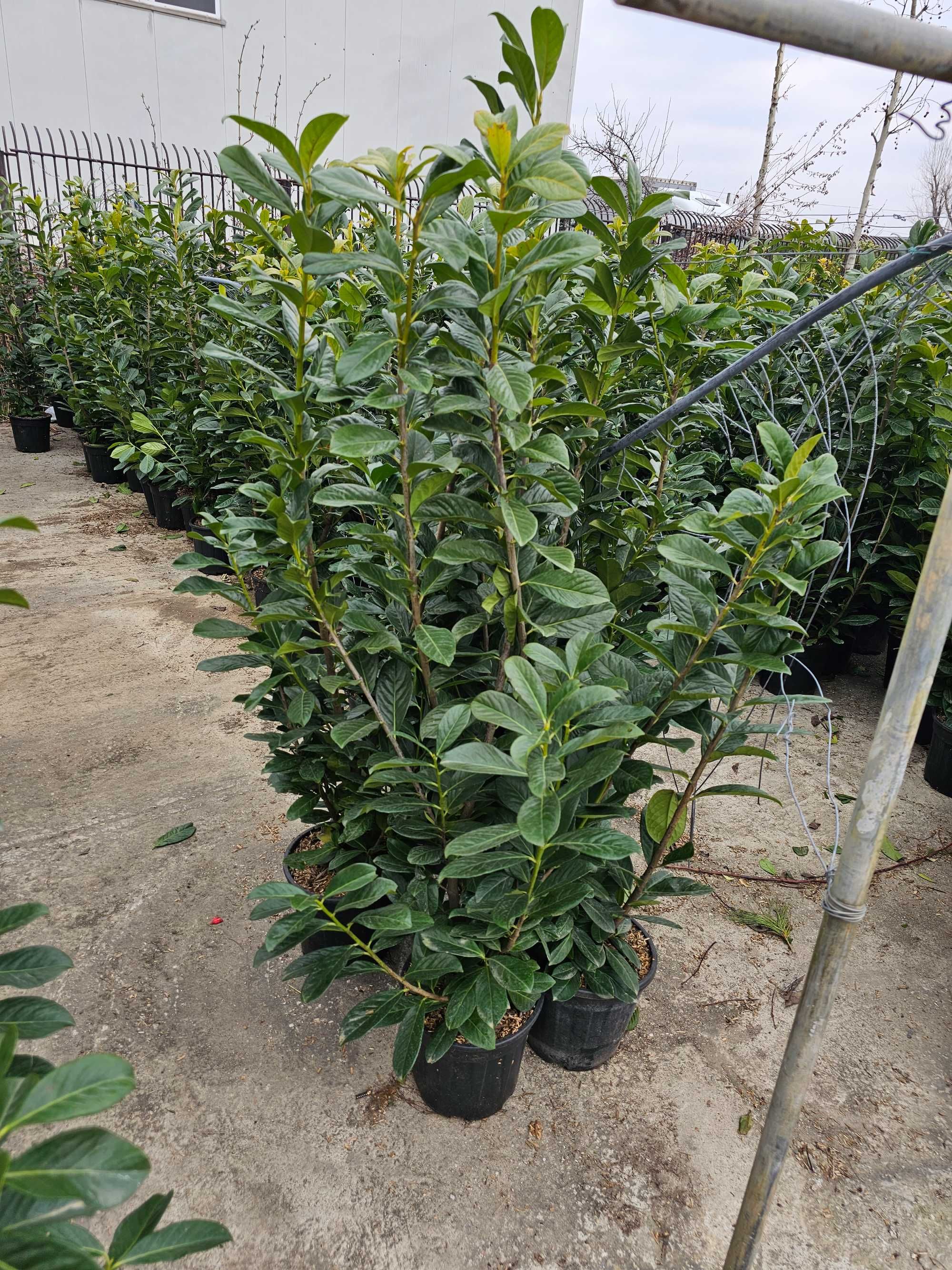 Laur englezesc lelandy photinia