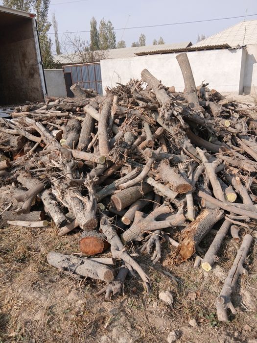 Oʻtin tut qurigan bi isuzi