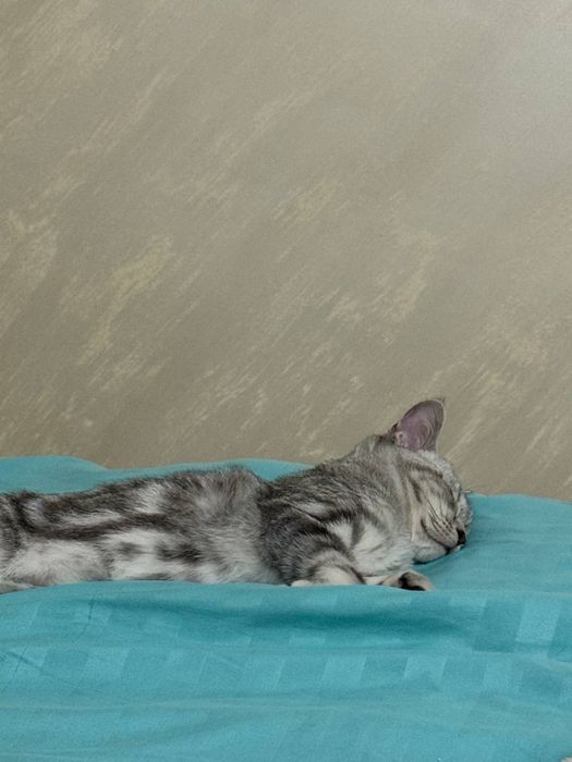 Скоттиш страйт продается кошка