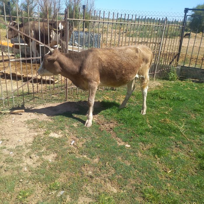 Тана сатылады срочно