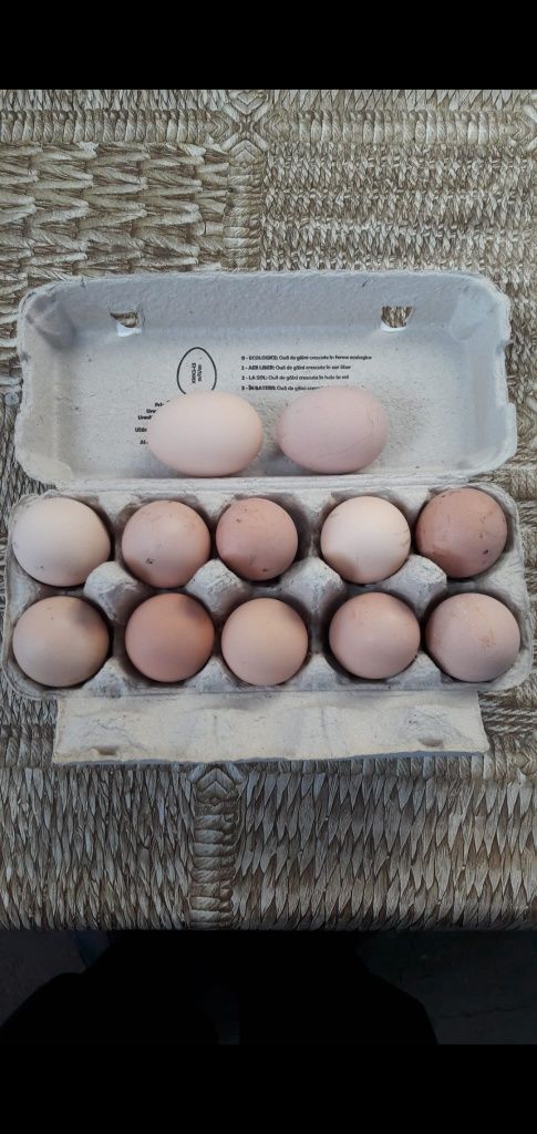 Ouă pentru incubat din rasa SUSSEX herminat deschis