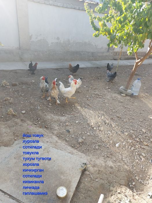 Хонадонда очирилган товук хурозла сотилади