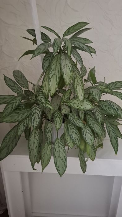 Название цветы Аглаонема