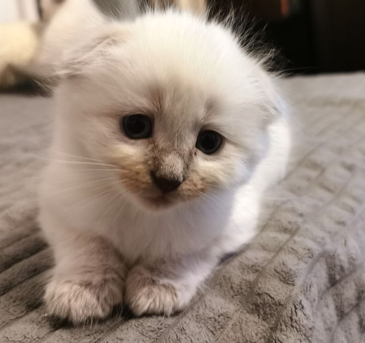 Vând pui de pisică Scottish Fold Shorthair