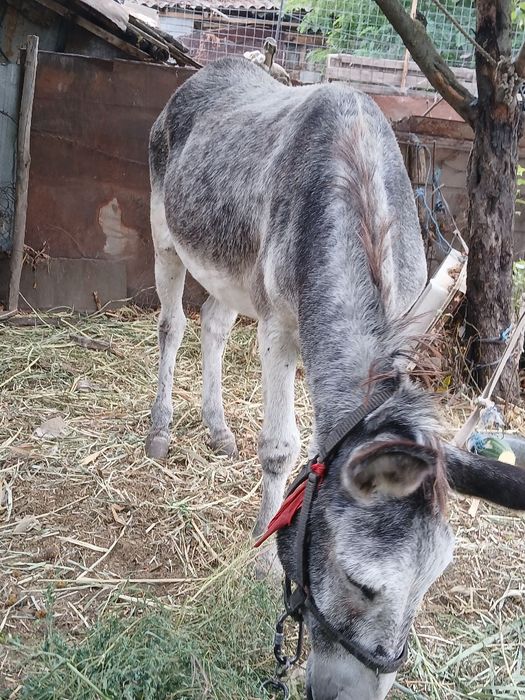 Vând măgăruș mare cat un cal