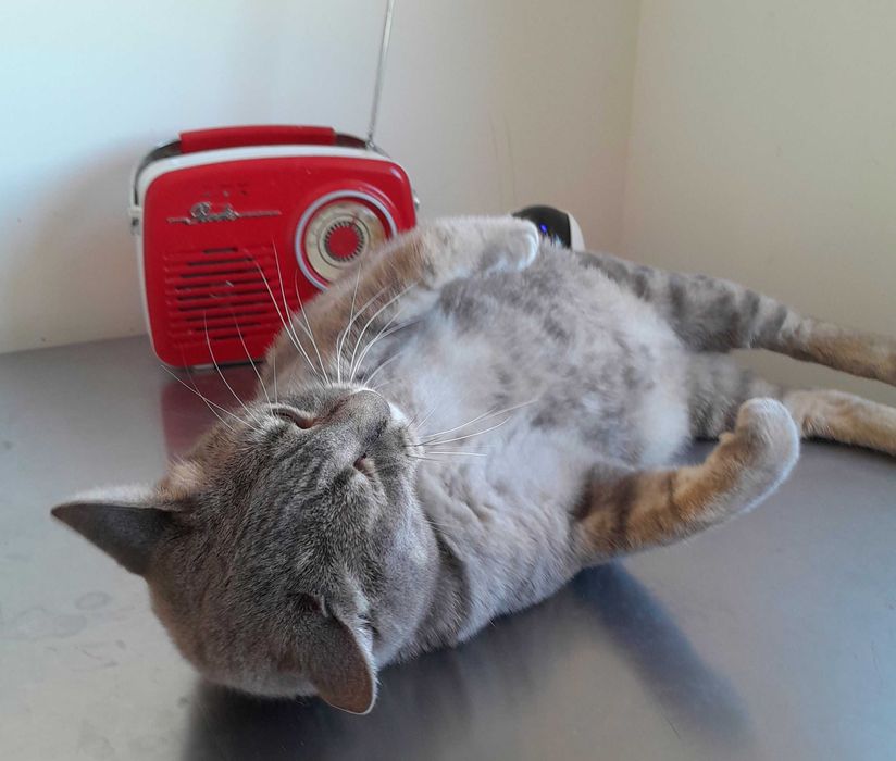 Adoptie pisica gri castrata Leea