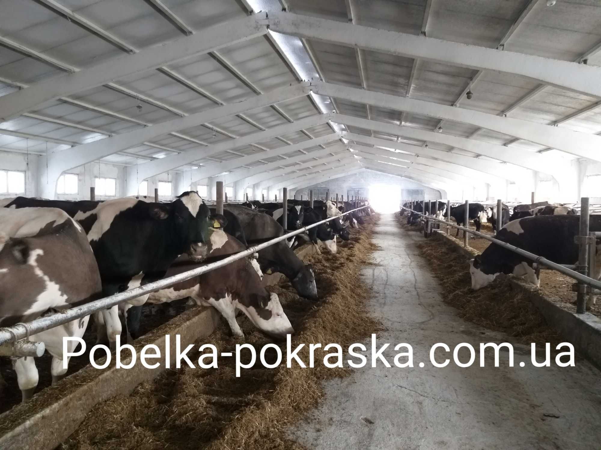 Vopsire profesională a pereților și tavanelor. Maestru din Ucraina.