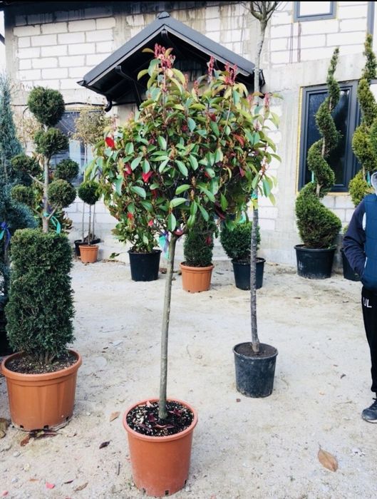 Poze reale 100 %- tuia smarald, columnaris, globoasa chiparos albastru