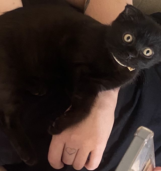 Котенок 3 месяца веслоухий