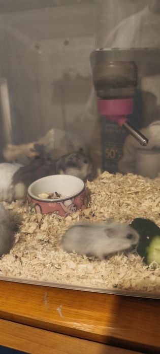 Donez hamsterii pitici