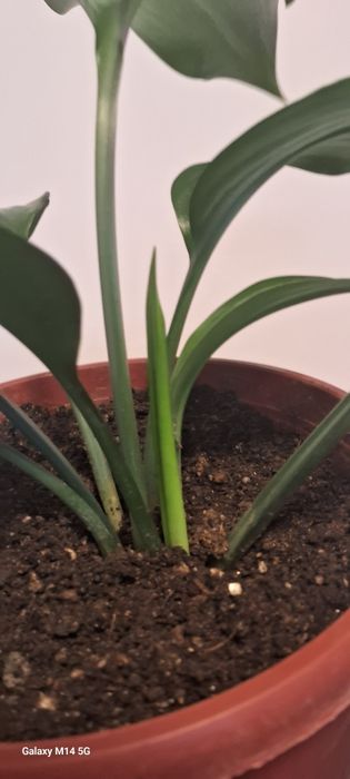 Амазонская лилия, эухарис