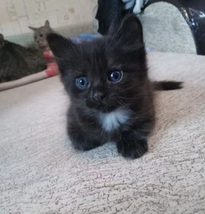 Ширингина мушукчалар сотилади.