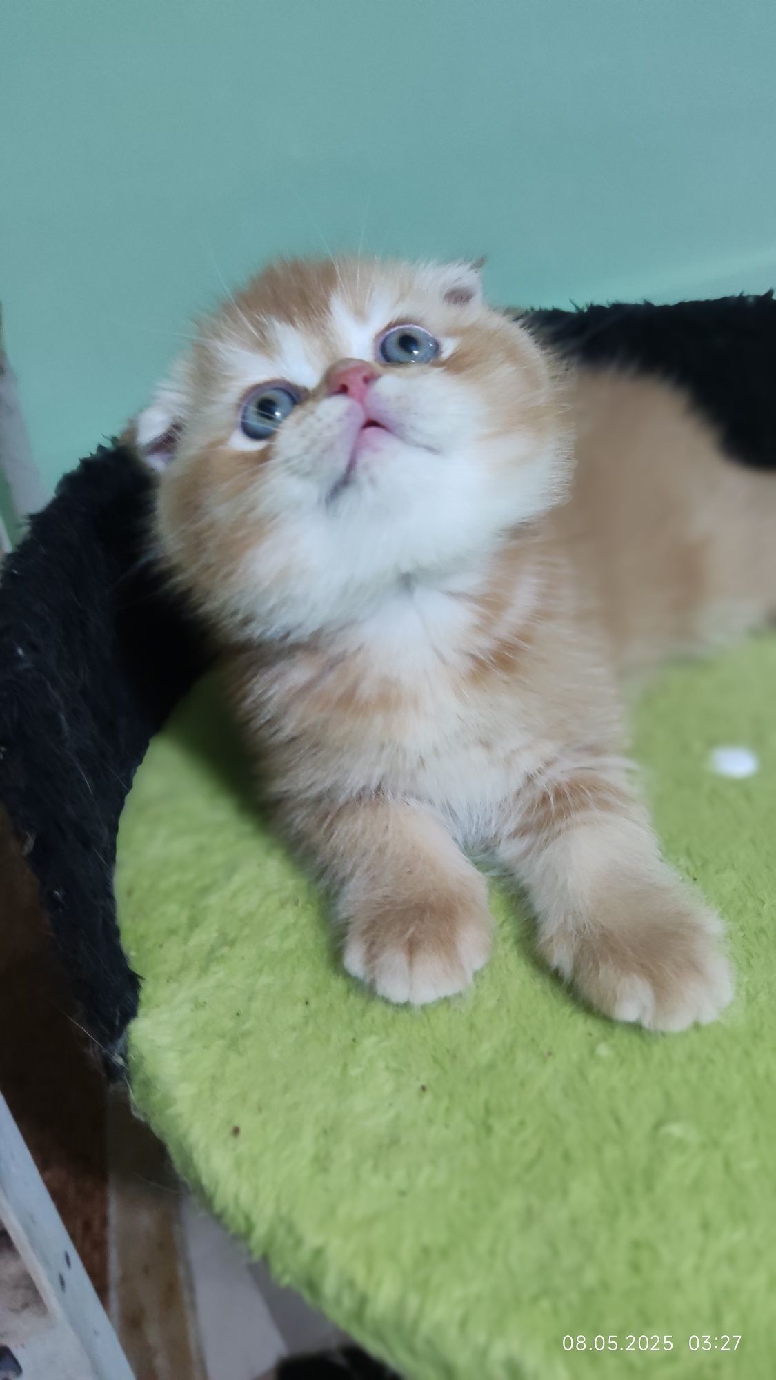 Шотландский скотиш фолд