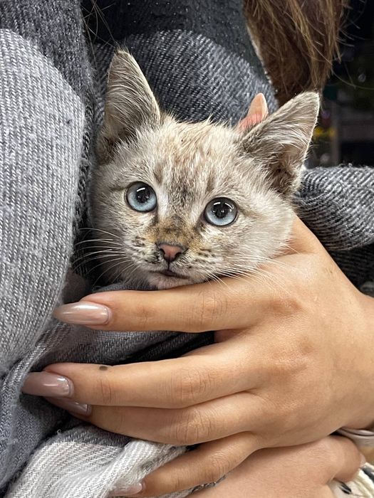 отдаю только в ответственные руки