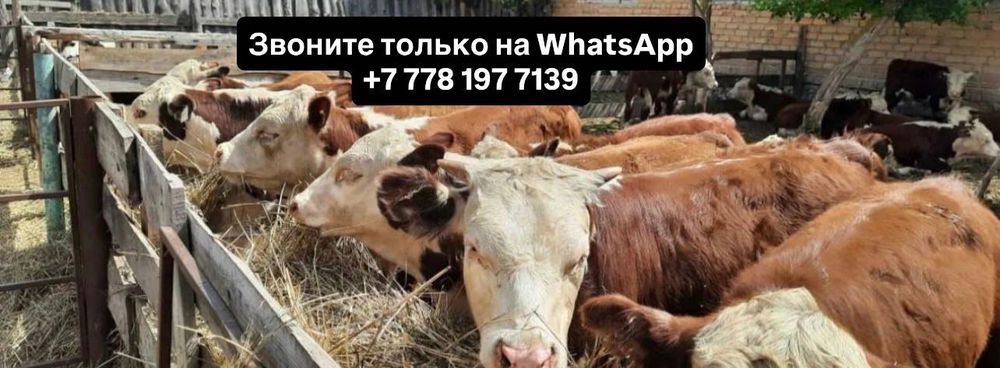 бычки телята тёлочки