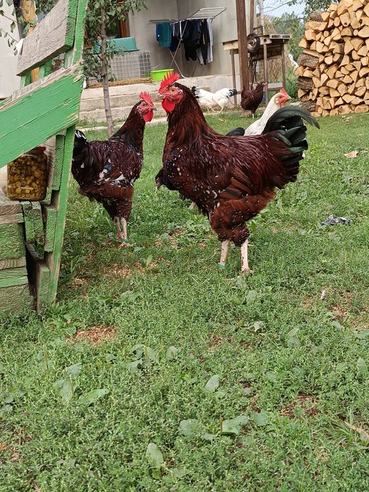 Cocosi tineri sussex porțelan