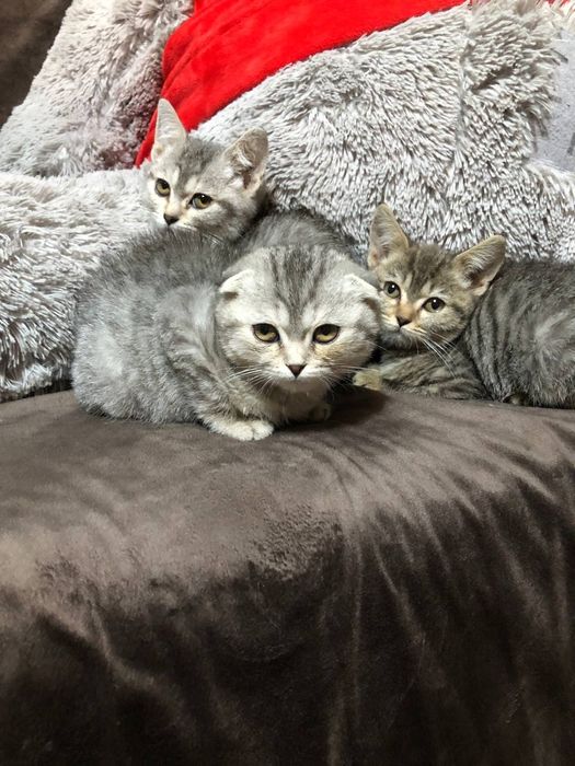 Британская катять 3 мес зотли Пародостый