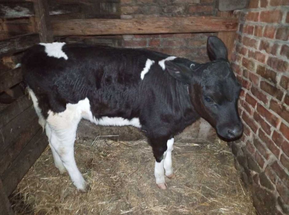 Корова с телёнком голштейн
