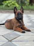 Femele ciobanesc belgian malinois