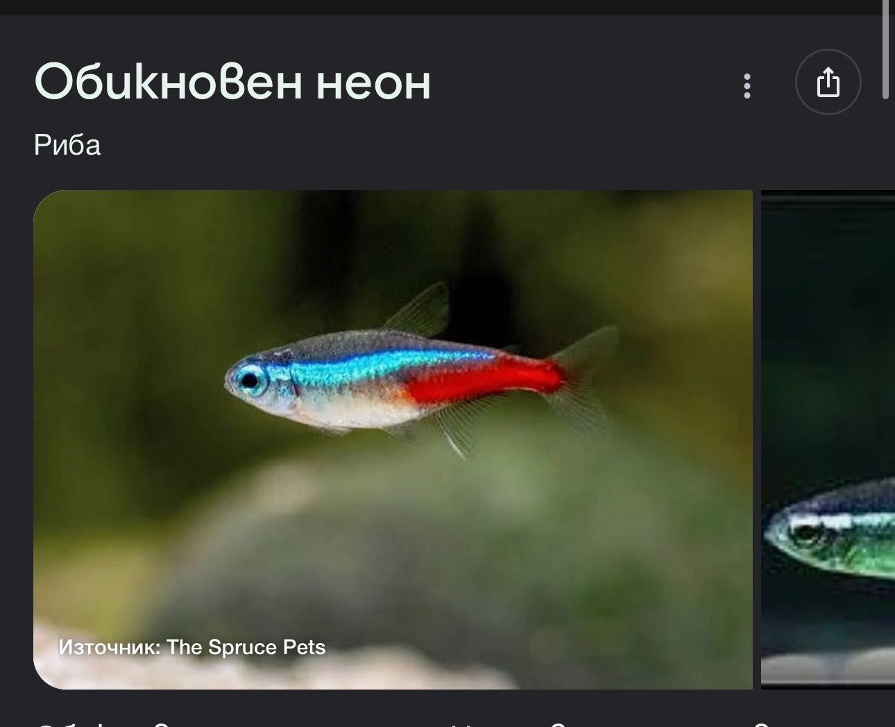 ПОДАРЯВАМ рибки град Варна