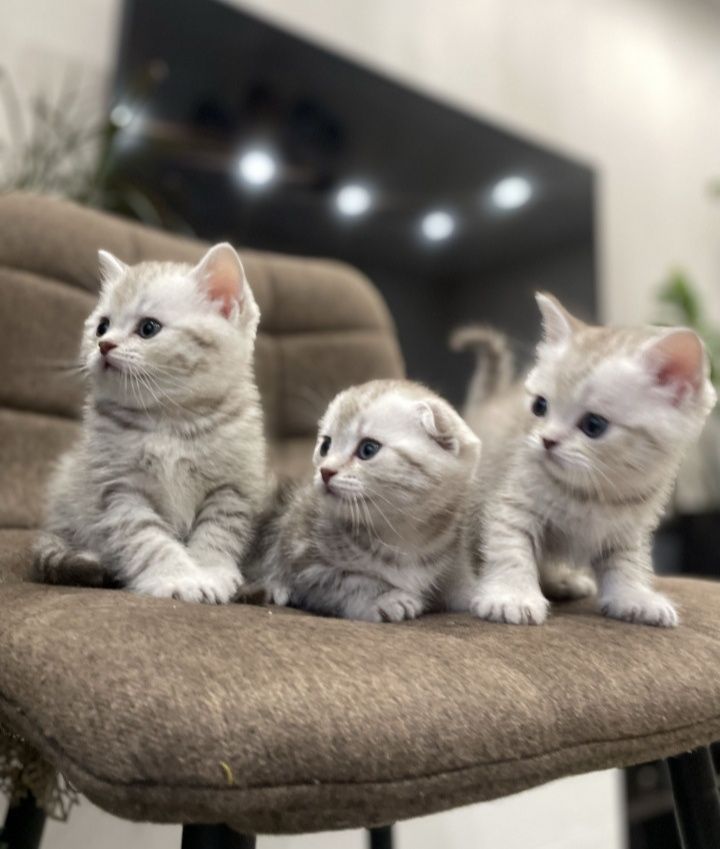 Вязка. Кот. Скоттиш фолд.
