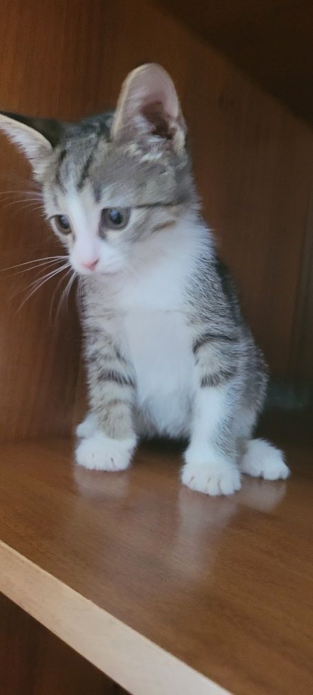 Отдам котенка в хорошую