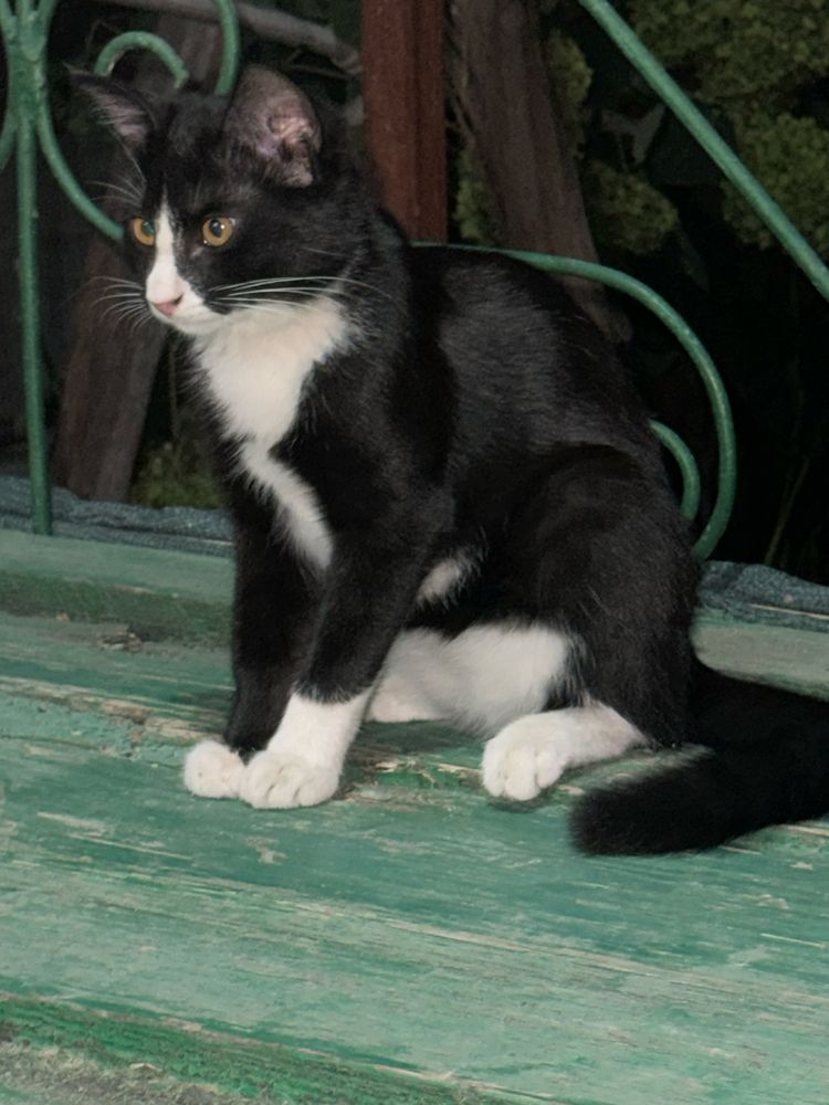 Кошечка, домашняя 3 месяца