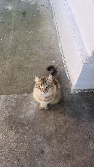 Pisică adultă și 4 puișori disponibili pentru adopție