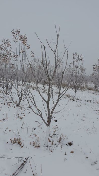 о́сенньния   обрезка плодово ягодных деревьев. Спил больных де