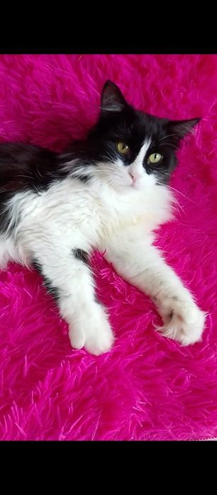 Ласковые кошечки и котики ждут любящих хозяев