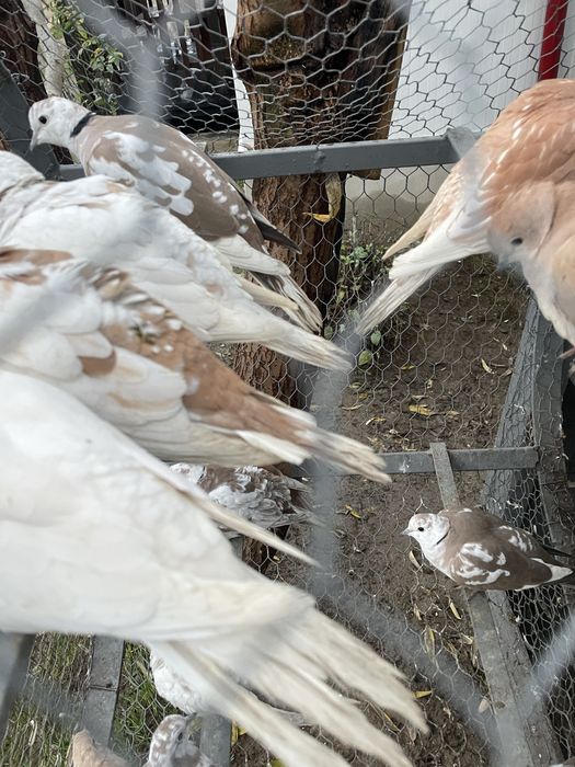 Vand turturele razatoare