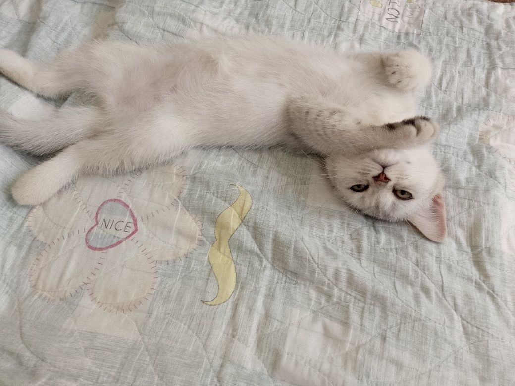 Продаётся котёнок серебристая шиншилла